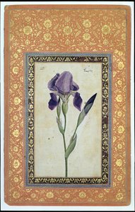 Iris azul, 1663-64 de Muhammad Zaman